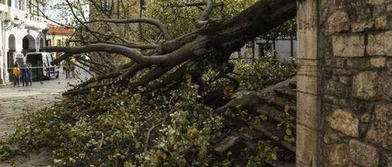 El tilo derribado por el temporal el pasado noviembre.