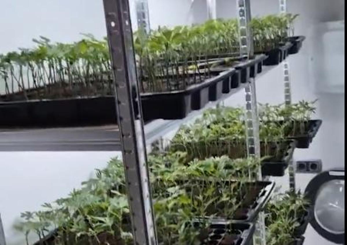 Planters de marihuana que van ser localitzats a l'interior d'un domicili de