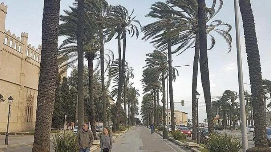 Spaziergehen unter den Palmen ist derzeit keine gute Idee. Die Stadt hat den Paseo Sagrera abgesperrt.