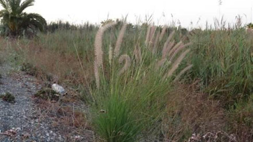 Ecologistas alertan de la presencia de plantas invasoras en El Hondo