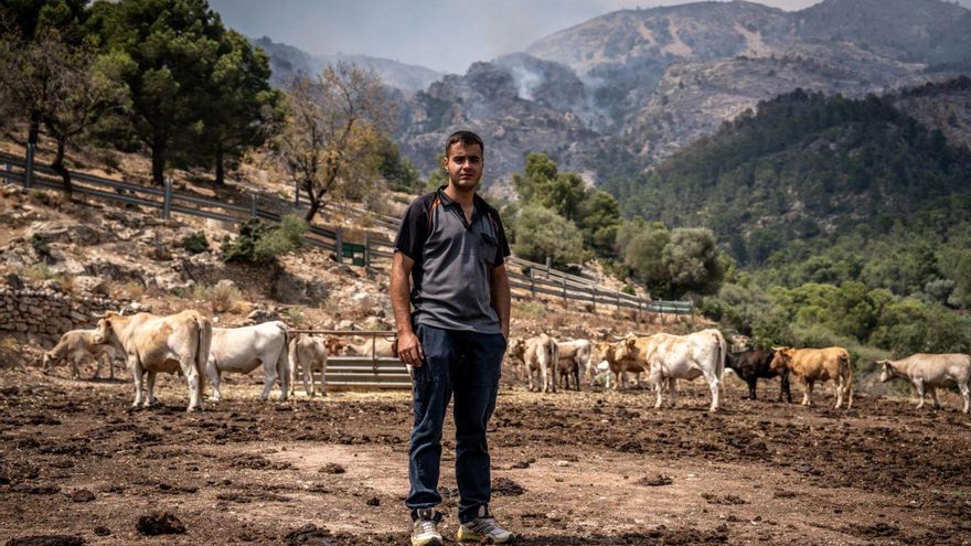 Àlex Fontanet, amb les vaques de la seva granja, on les flames van arribar a escassos metres. | JORDI OTIX