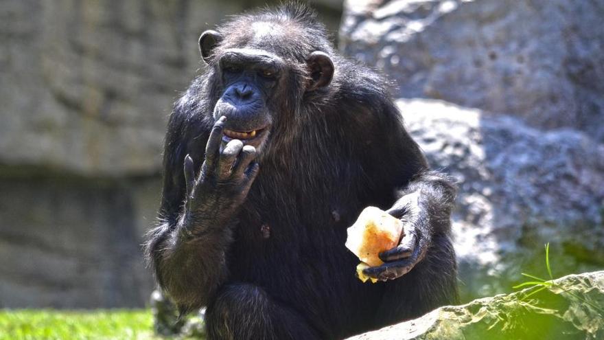 Los animales de Bioparc València se refrescan con fruta y verdura helada