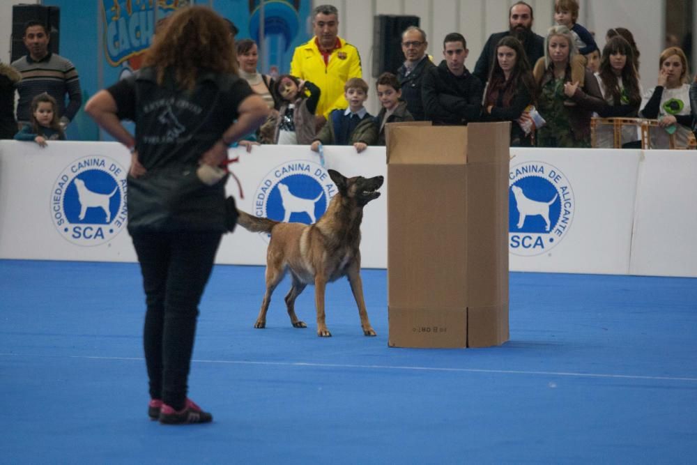 La Mascotada da brillo a Expocachorro