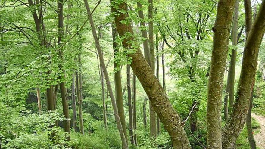 Bosc de l&#039;obaga de Queralt, al Berguedà