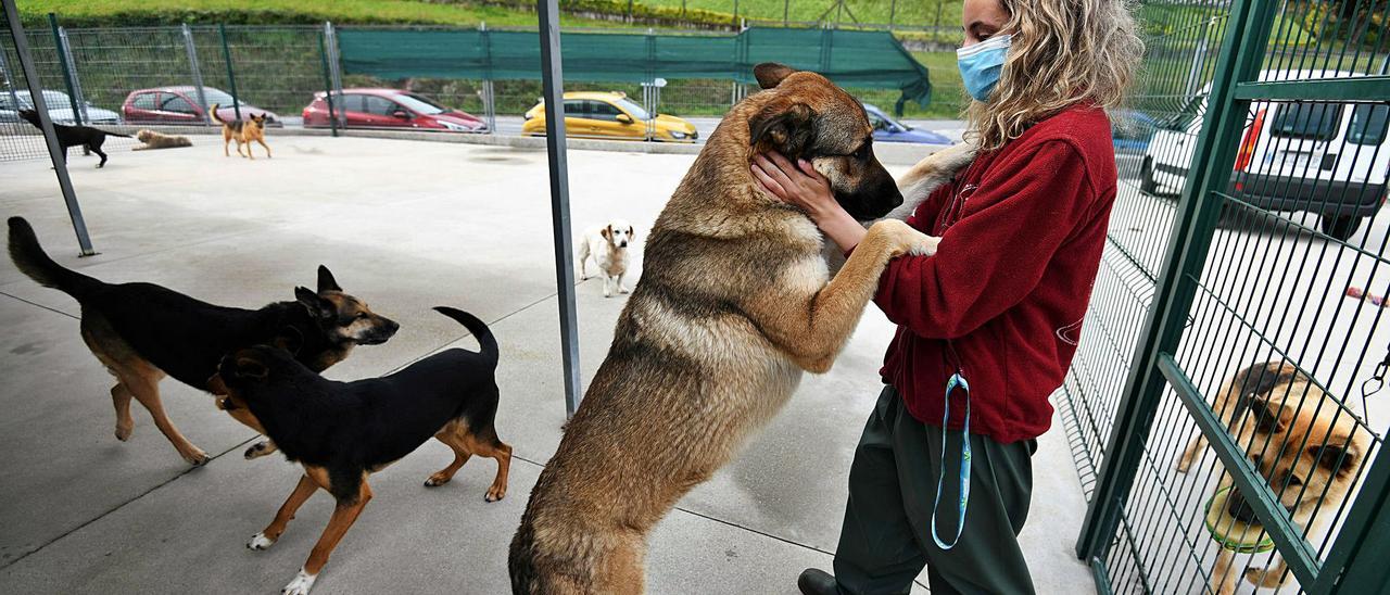 Una trabajadora de la protectora 
Os Palleiros, con varios de los perros 
que viven en el refugio.   | // GUSTAVO SANTOS