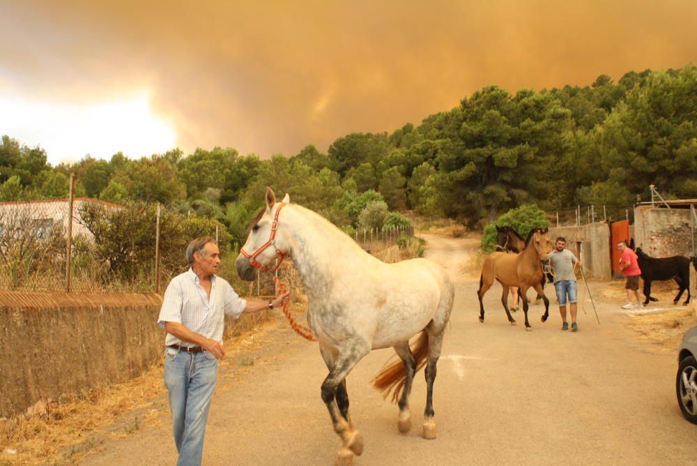 Incendio forestal en Artana