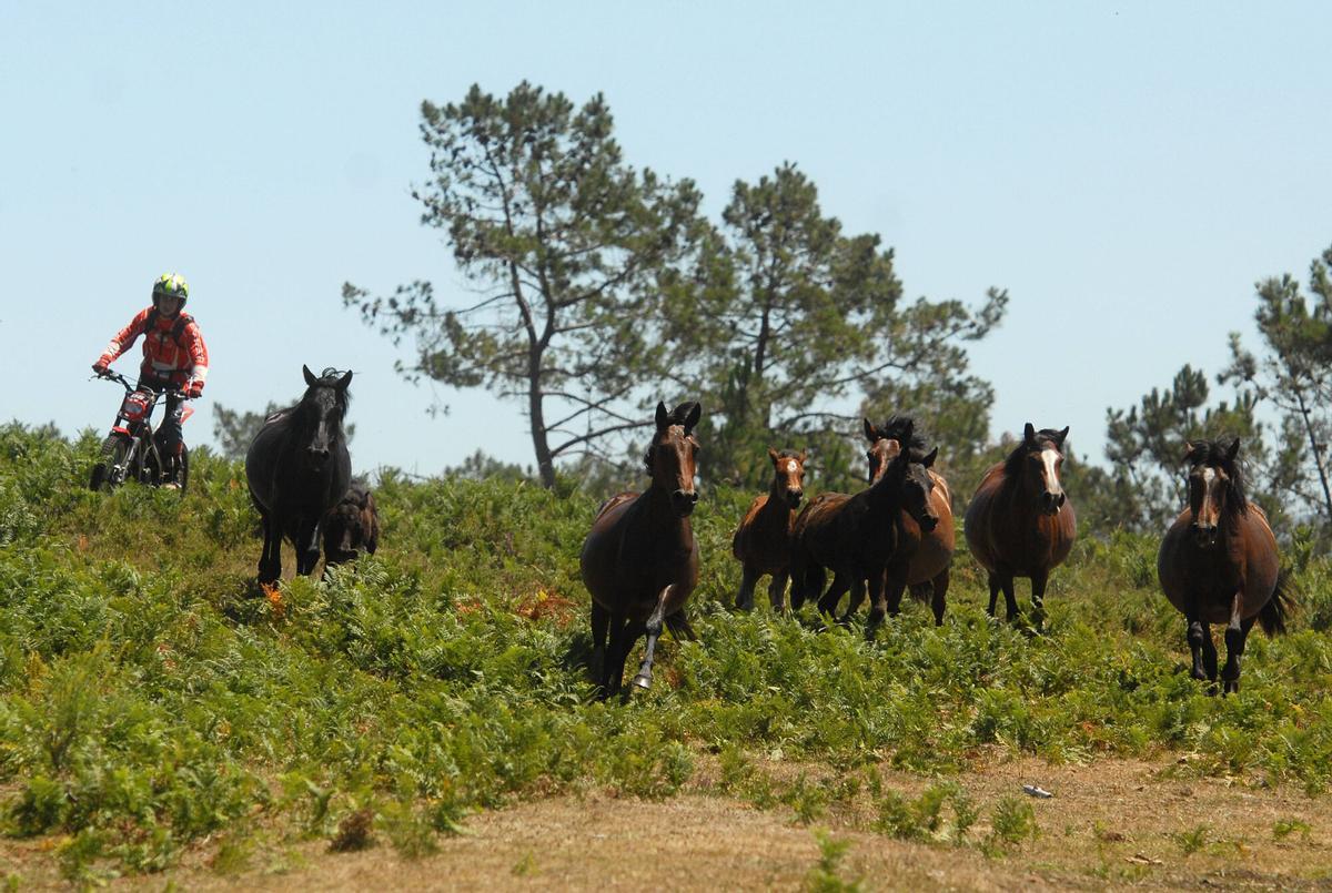 Rapa das Bestas de Sabucedo, A Estrada, 2026.