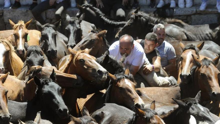 Tres aloitadores intentan domar a una besta.