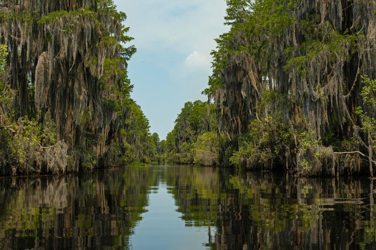 Los pantanos y humedales de Okefenokee