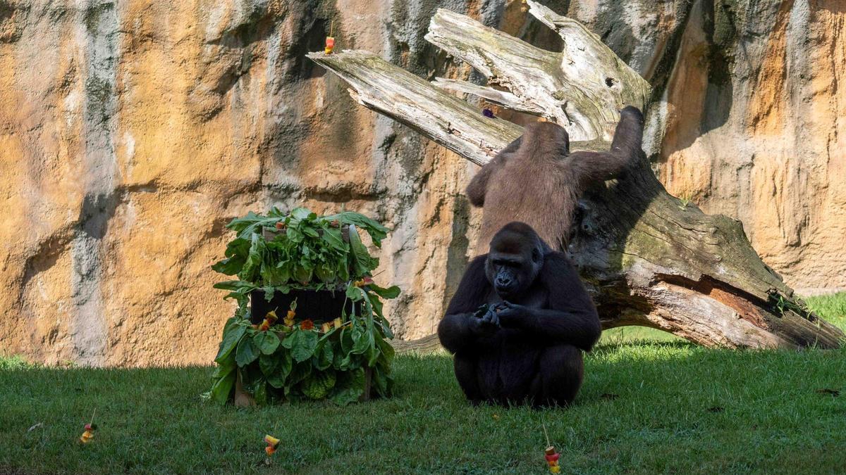 Una “fiesta salvaje” en el Bioparc para celebrar el décimo cumpleaños de la gorila Virunga