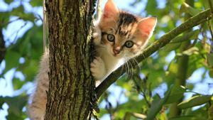 Un cachorro de gato, en un árbol
