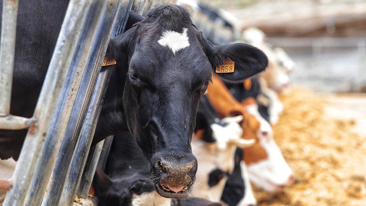 El Gobierno quiere limitar granjas de ganado vacuno a un máximo de 850 cabezas.