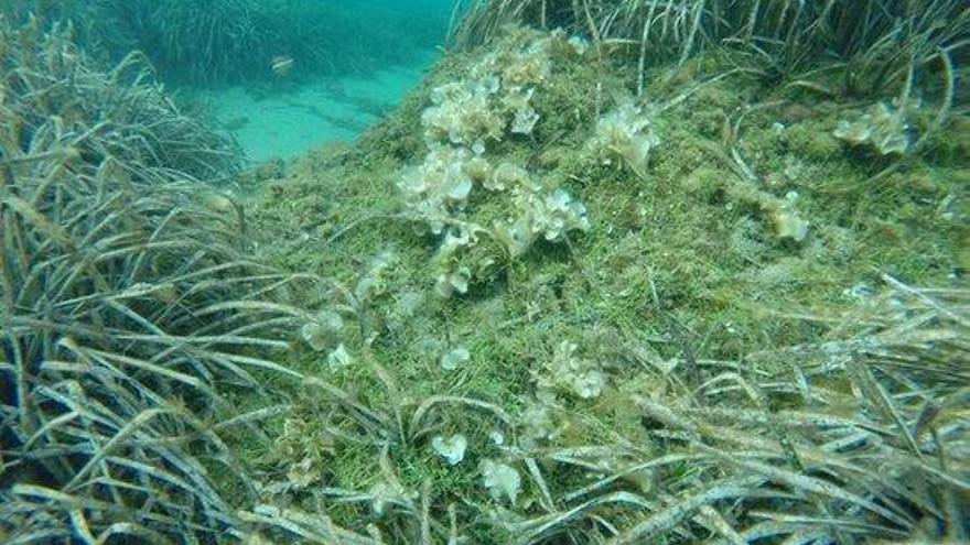 Una de les pitjors espècies invasores del Mediterrani arriba al Cap de Creus