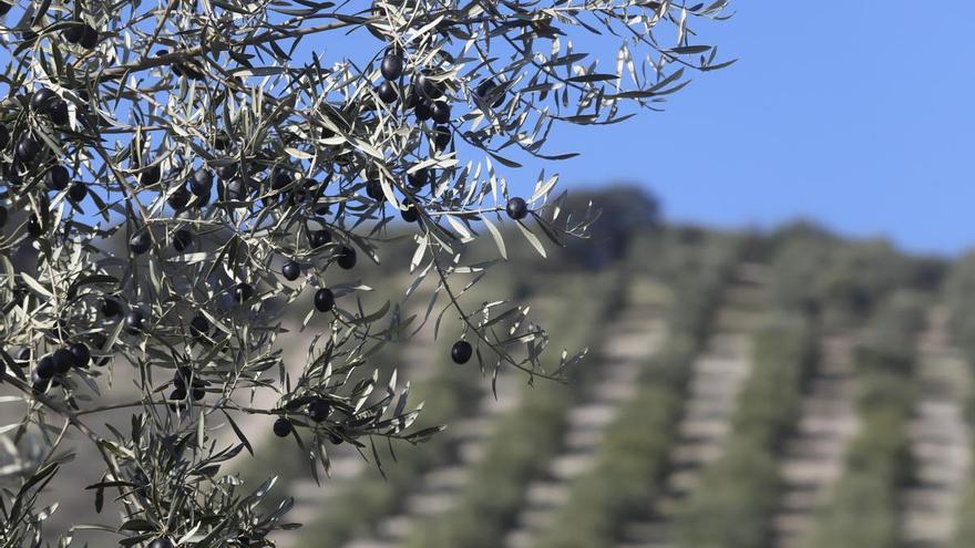 La candidatura Paisajes del Olivar ante la Unesco peligra por el rechazo de los agricultores