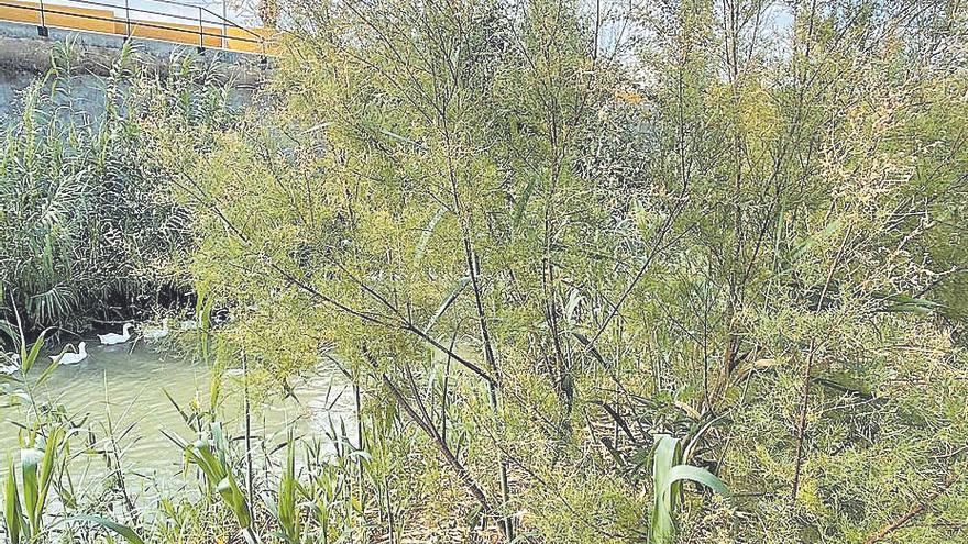 Zona recuperada en el meandro de Las Norias