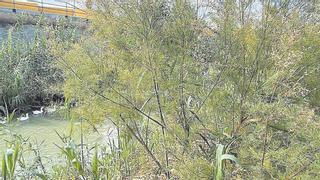 El Segura recupera el bosque de ribera en el meandro de Las Norias