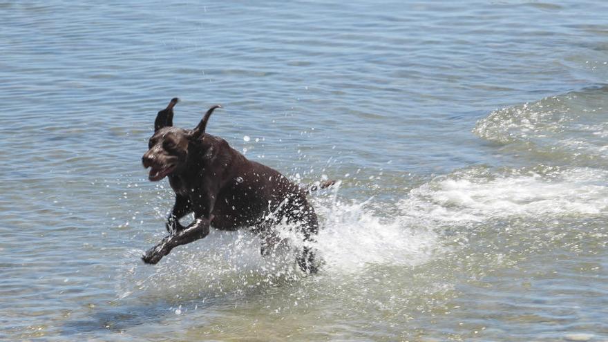 El Campello investiga el posible envenamiento de un can en la playa de perros