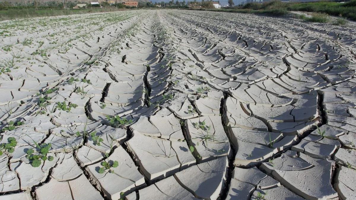 Campos de Orihuela afectados por la sequía.