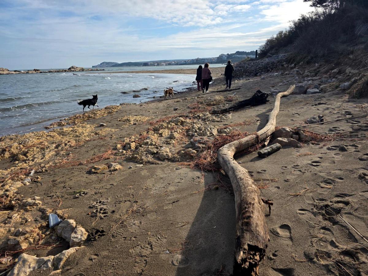 La llevantada de Sant Esteve va deixar restes vegetals a les platges de l'Escala.