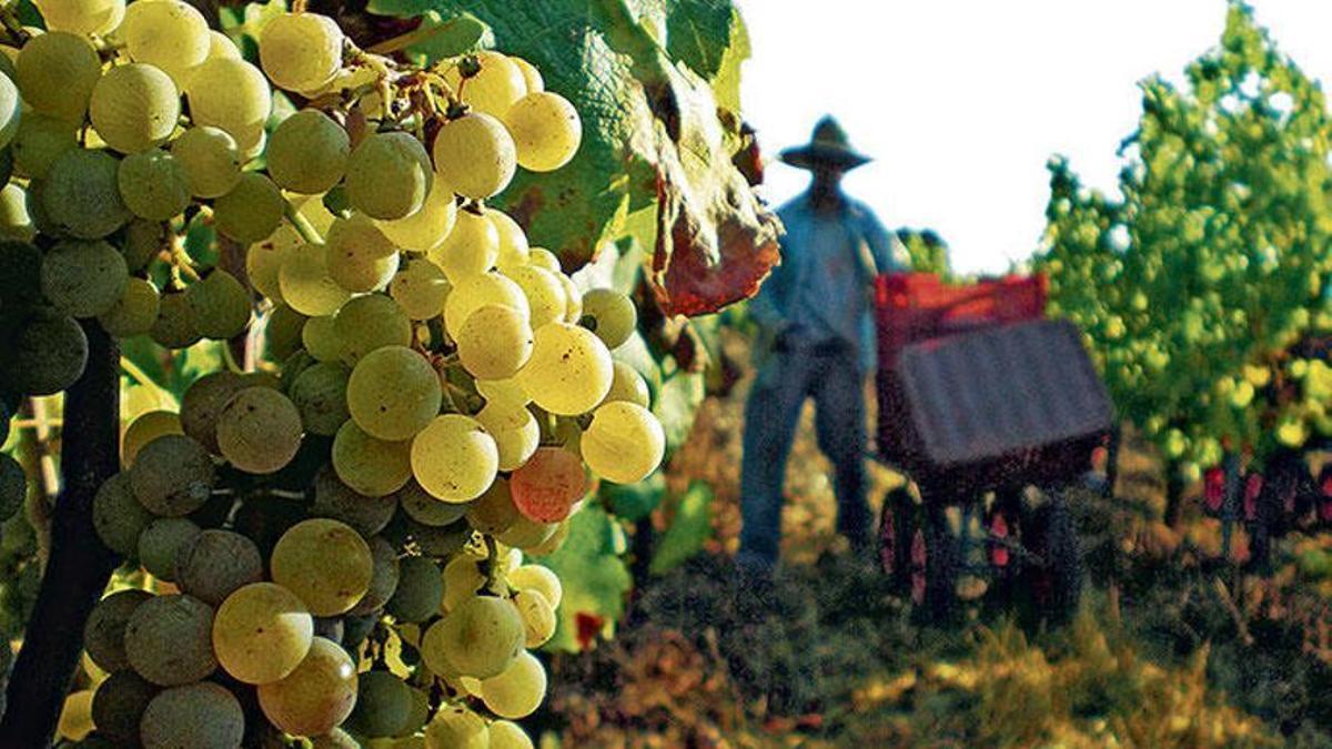 Der Unternehmer wollte auf Mallorca Wein produzieren.