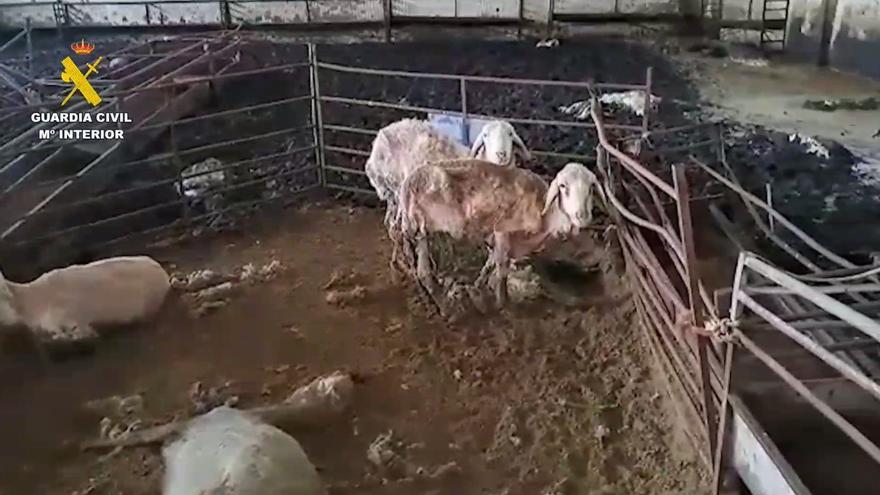 VÍDEO | Hallan cadáveres de ovejas en una explotación de Zamora: el dueño es detenido por maltrato animal