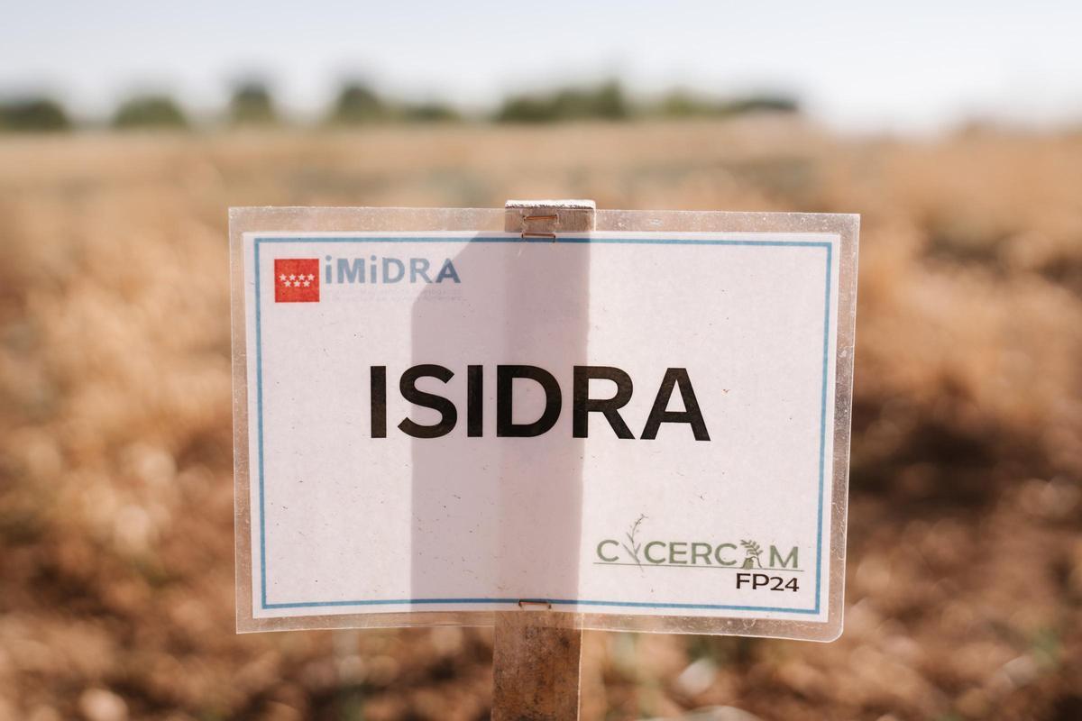 Isidra es la 'hermana' de otras variedades como Amelia, Alcazaba, Elvira, Eulalia, Amparo, Inmaculada, Pilar, Lola y Carmen