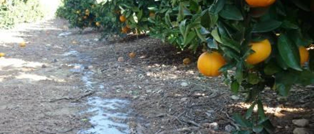 El granizo provoca la pérdida de más de 1 millón de euros en el campo de Benicarló