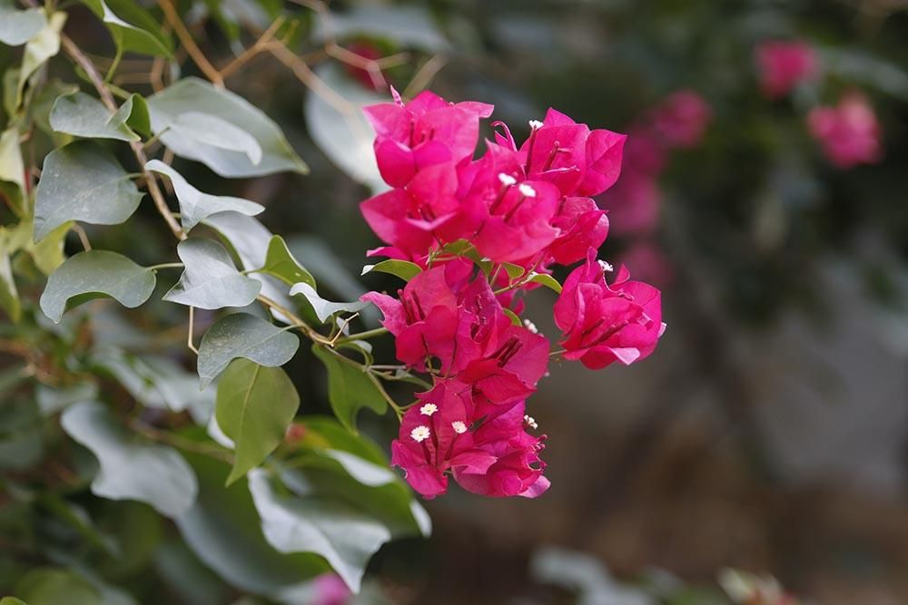 Los Patios más seguros se preparan para abrir este jueves