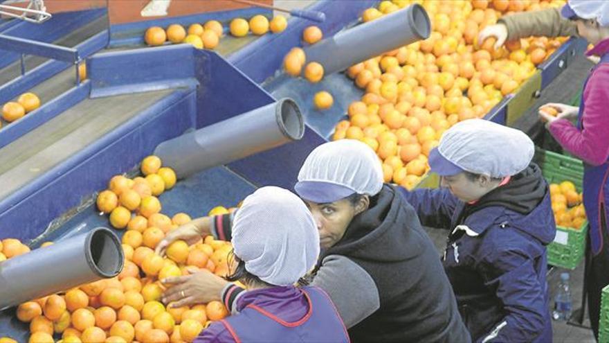 Tres cooperativas de la Plana Baixa, al borde del cierre esta campaña