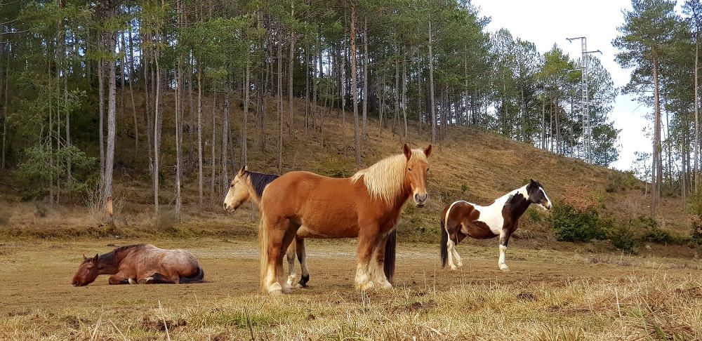 Observadors. Cavalls en un bonic paratge on pasturen tranquil·lament i estan a l’aire lliure.