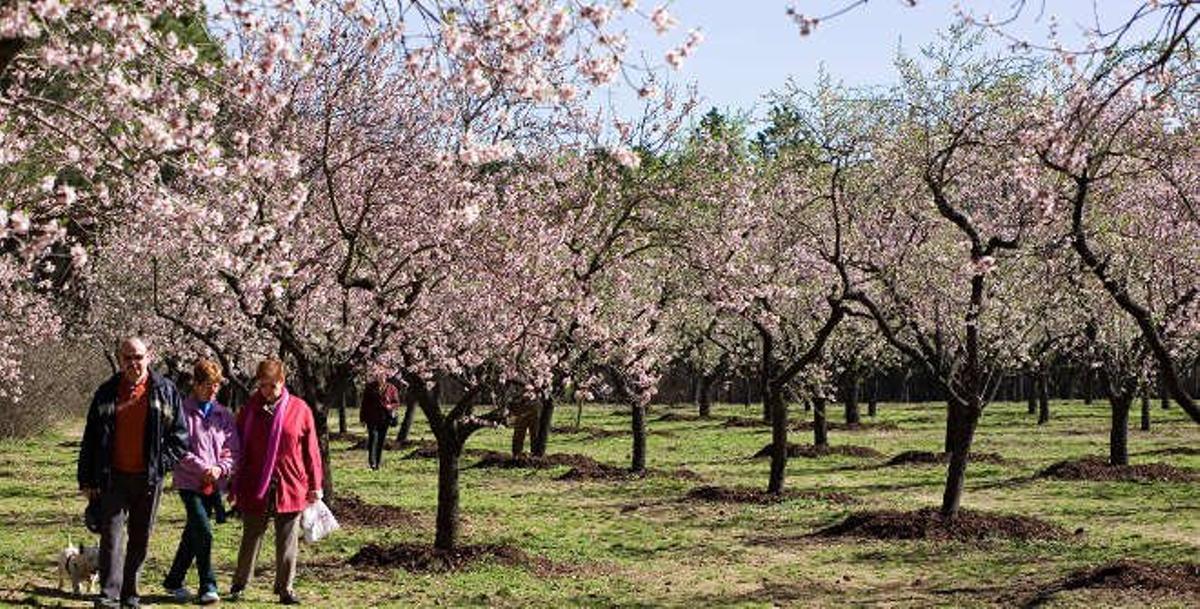 Los almendros suelen florecer entre finales de febrero y principios de marzo