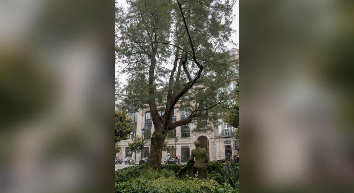 Casuarina de la Alameda. Vigo. Plaza Compostela. Árbores senlleiras. Árboles singulares. Foto: Diputación de Pontevedra