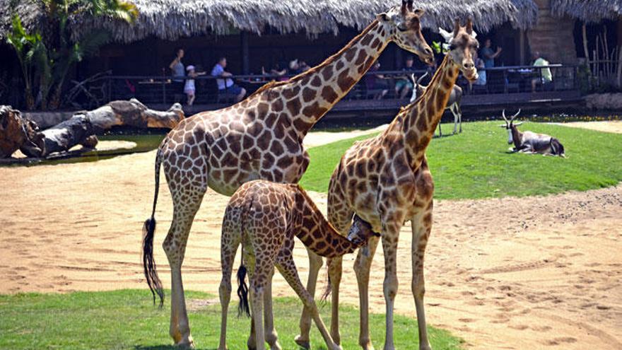 Este verano viaja al corazón de África en el interior de Valencia con Bioparc