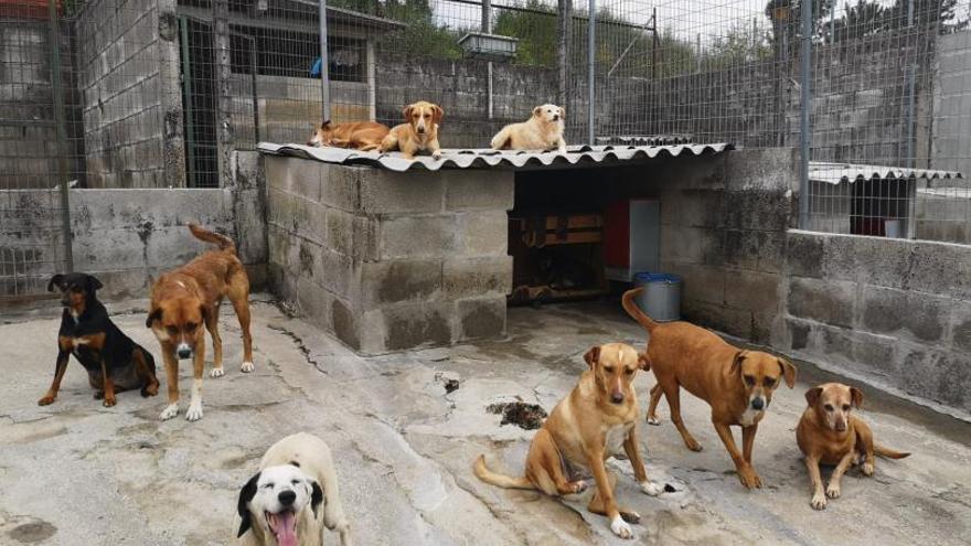 Aluvión de abandonos y “devoluciones” de perros adoptados en el Baixo Miño: &quot;Se aburren de ellos&quot;
