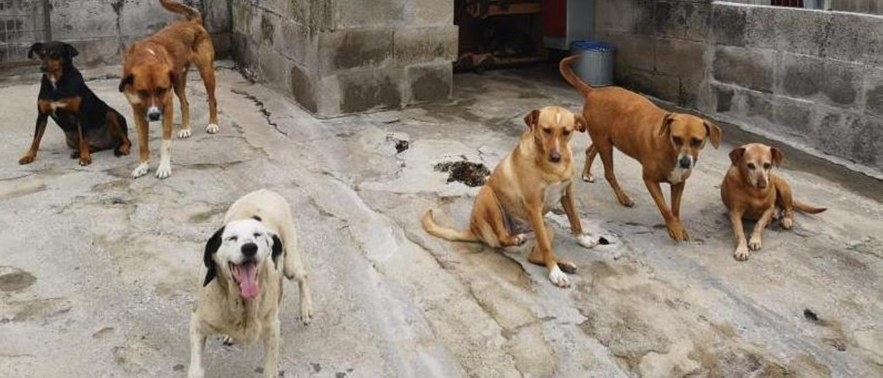 Canes en el refugio de animales tudense.