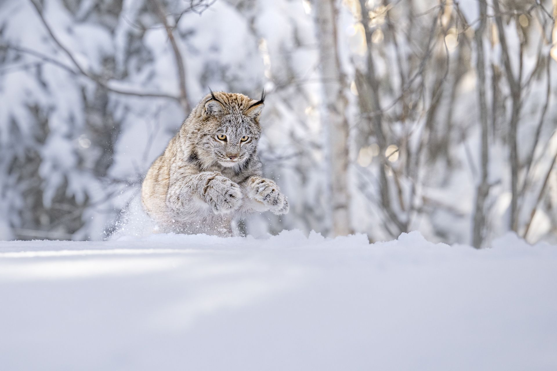 LYNX POUNCE - Thomas Vijayan (Canadá) - Mención de Honor: Mundo Animal