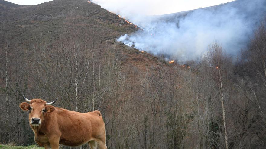 Los incendios forestales en Asturias se reducen a treinta y cinco