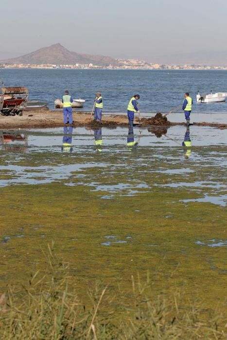 Así trabaja la brigada de limpieza en el Mar Menor