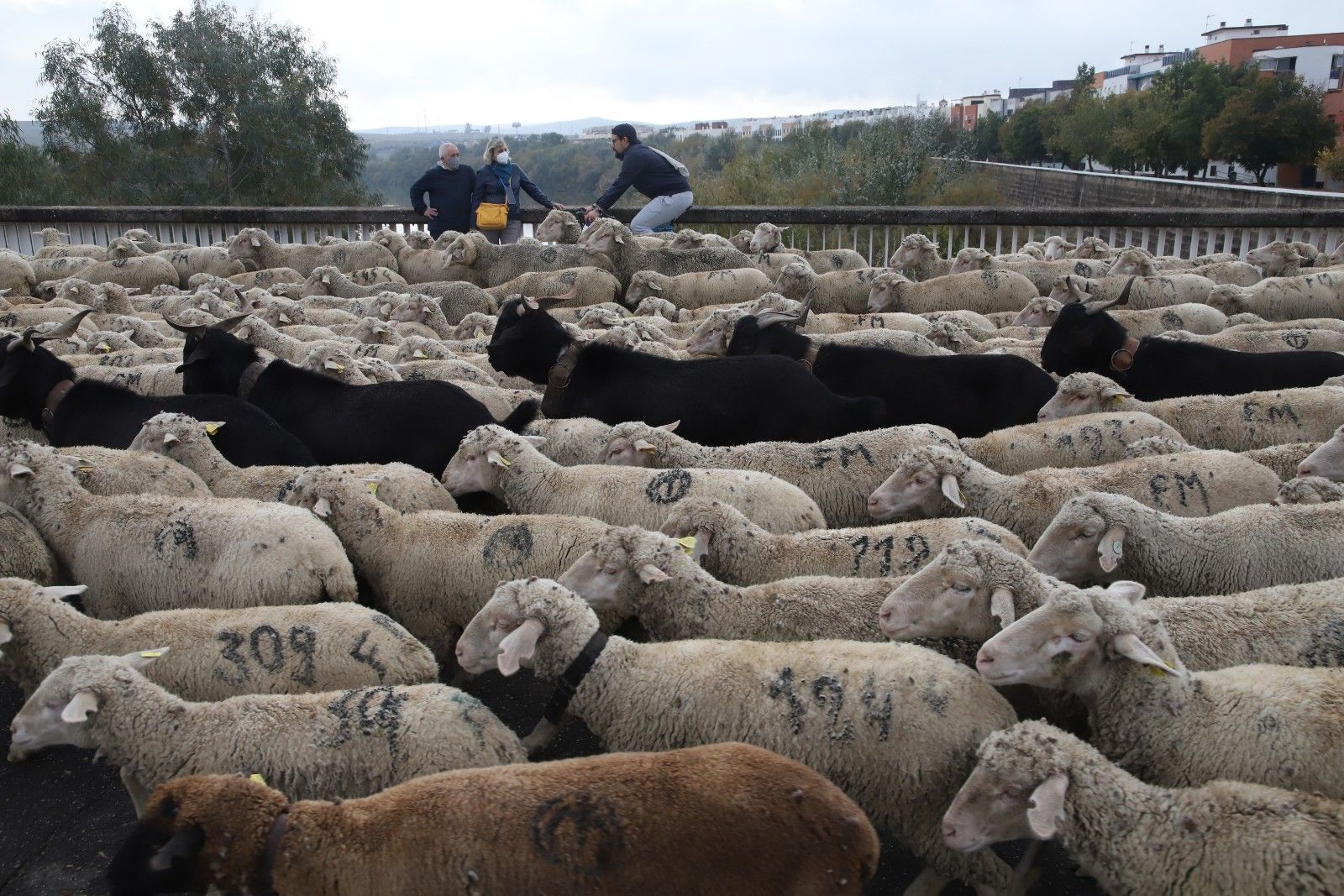 Cientos de ovejas de la ganadería Las Albaidas cruzan Córdoba