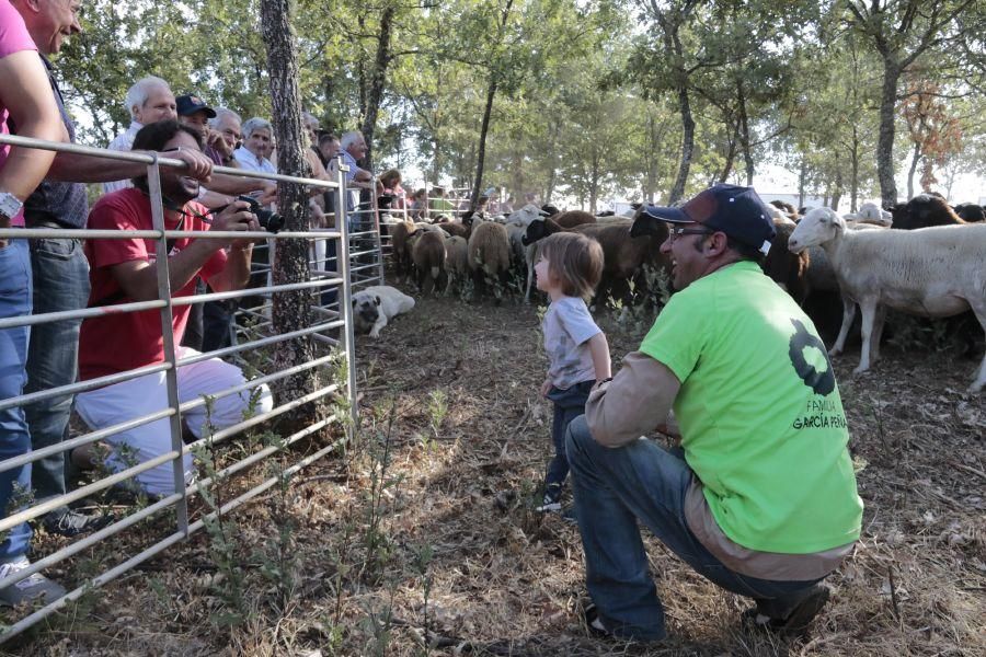 Fiesta de la Trashumancia en San Vitero