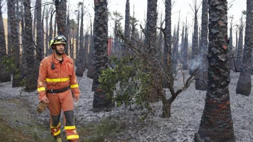 Fuego entre palmeras y naranjos