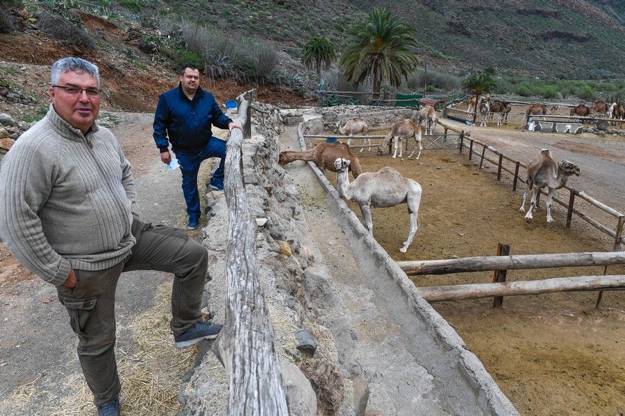 Camellos que este año se han quedado sin cabalgatas