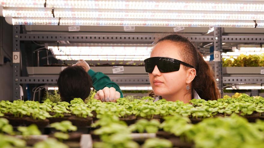 Un grupo noruego impulsa en Maceda la mayor planta de agricultura vertical de la península