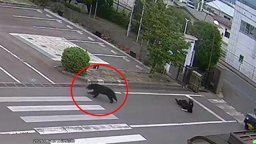 Un oso siembra el pánico en Fukushima y deja cuatro heridos