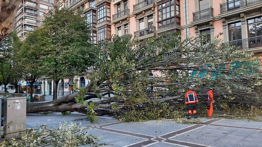 El temporal sigue azotando Gijón: la caída de un gran árbol corta San Bernardo