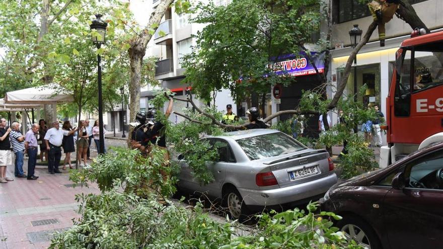 La caída de una rama en la calle Zurita provoca daños en un vehículo