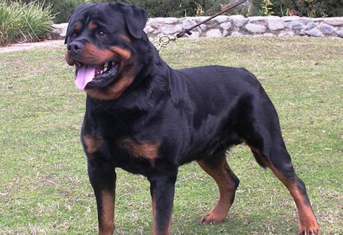 Un pero Rottweiler.