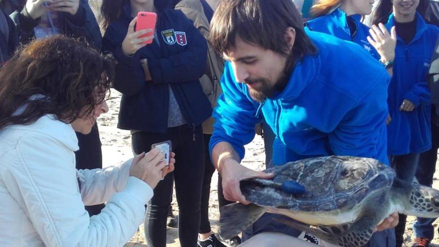 Un curs descobrix des de dins el món de les tortugues