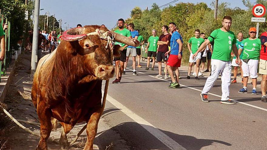 El ‘bou en corda’ no saldrá a la calle en Santa Bárbara por segundo año.