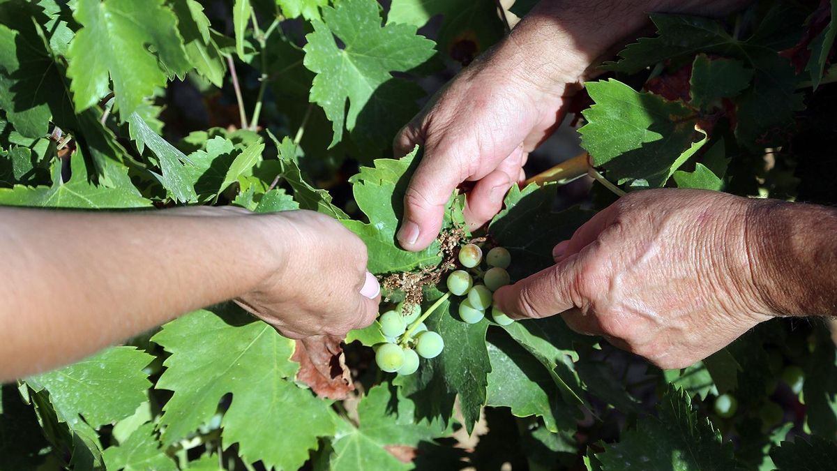 Un viñedo atacado por el mildiu en Córdoba.